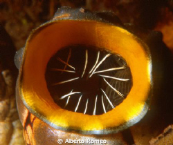 Oral siphon  of  Gold Ascidia (Polycarpa aurata) which is... by Alberto Romeo 
